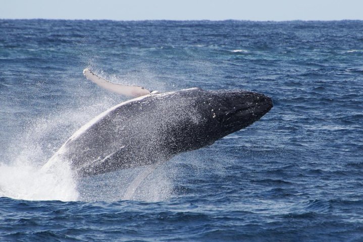 Whale Watching by Sea World Cruises - Australian Directory
