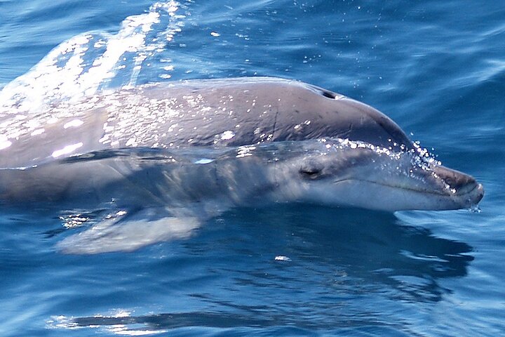 Jervis Bay Dolphin Watch Cruise - Australian Directory